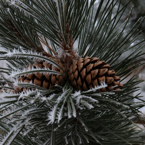 Frost on the Pines Candle